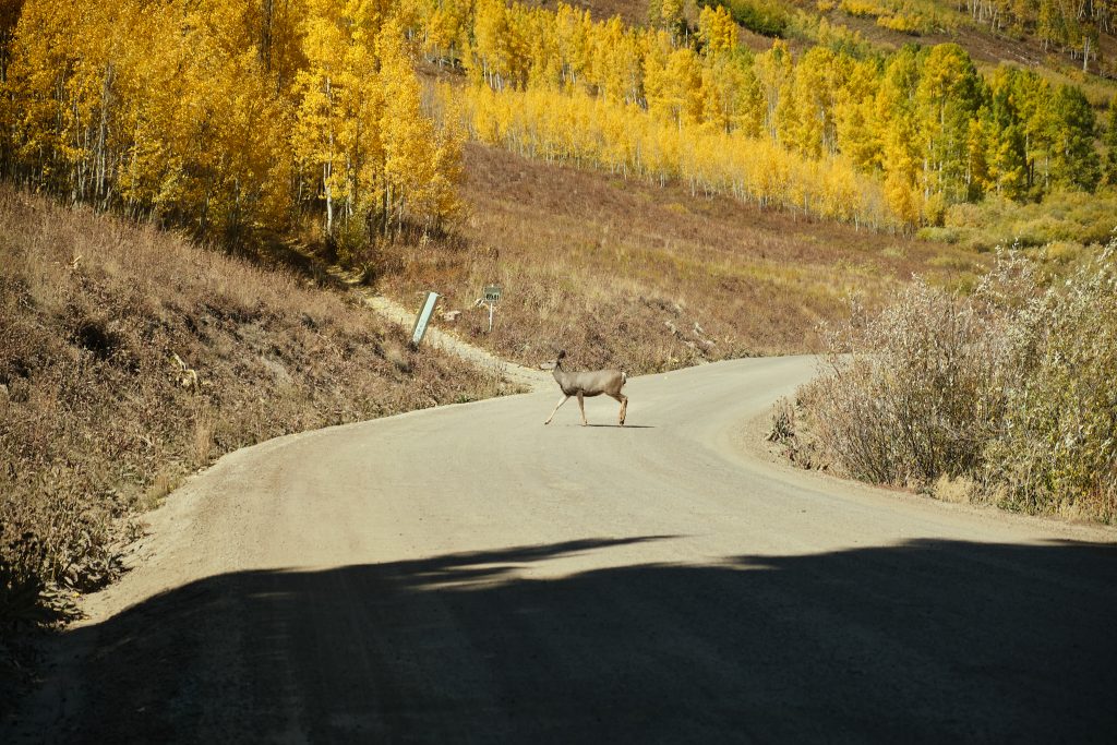 crested butte 36